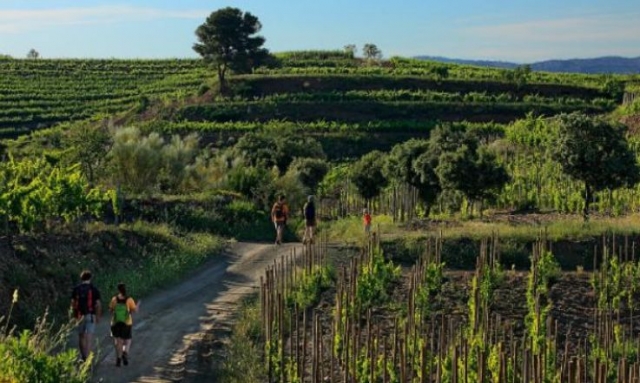 personas andando por un campo de vinedos
